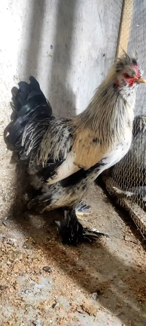 خروس سلطان|حیوانات مزرعه|کازرون, |دیوار