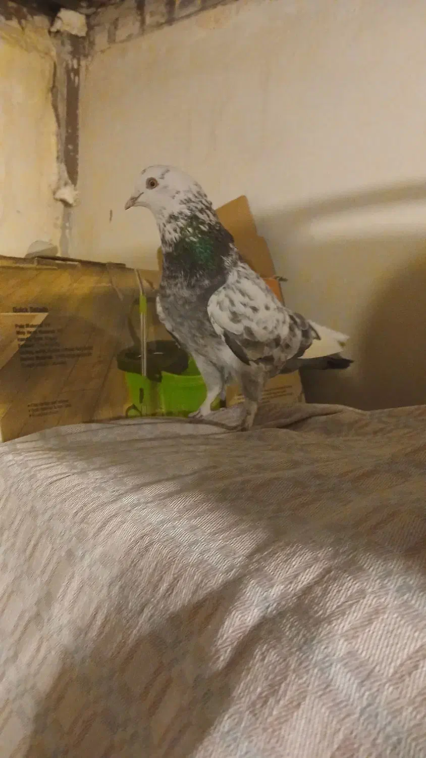 کبوتر اصفهانی پرشی|پرنده|شاهینشهر, گزبرخوار|دیوار