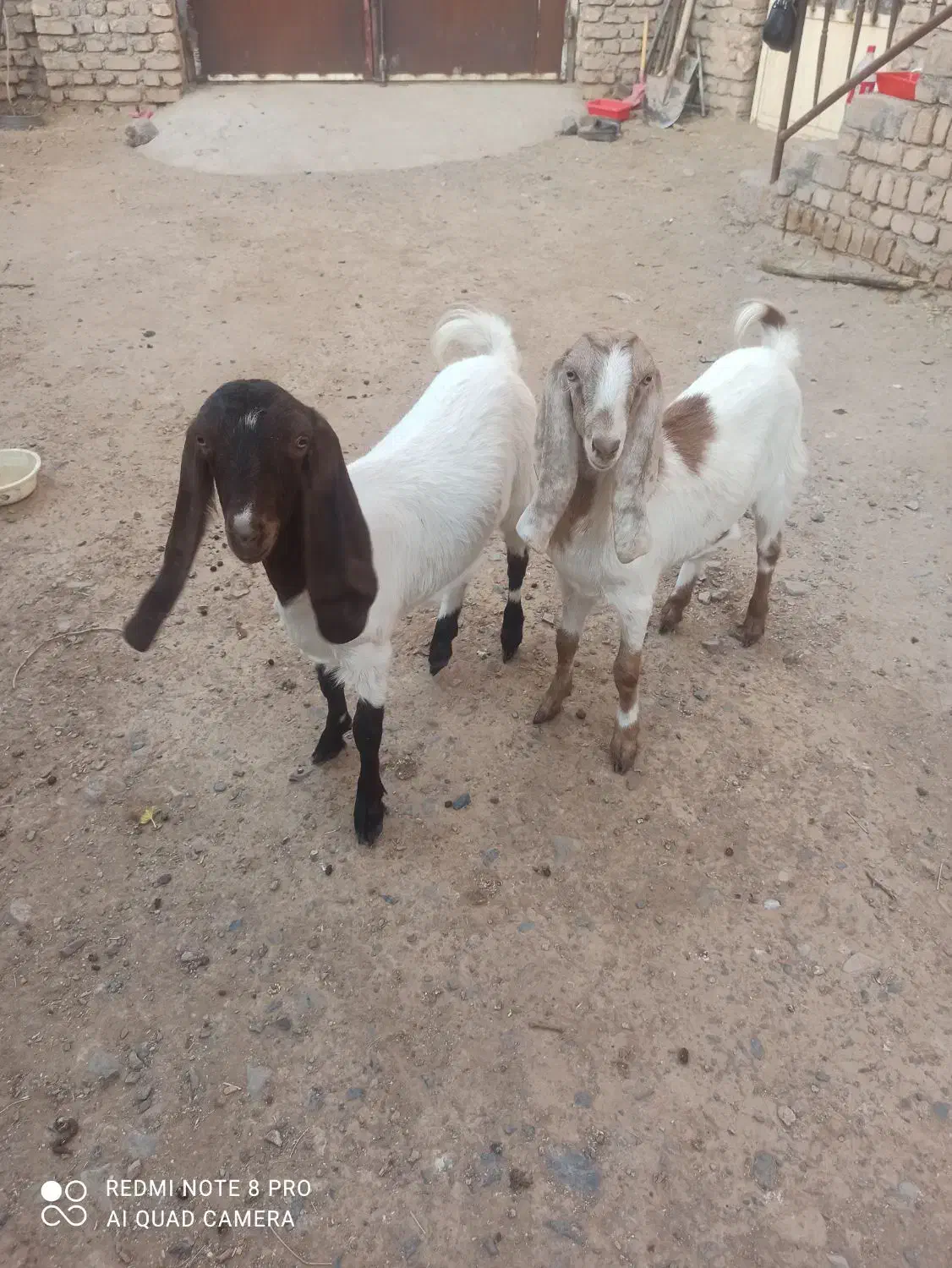 بزغاله ماده|حیوانات مزرعه|فرح دشت, |دیوار