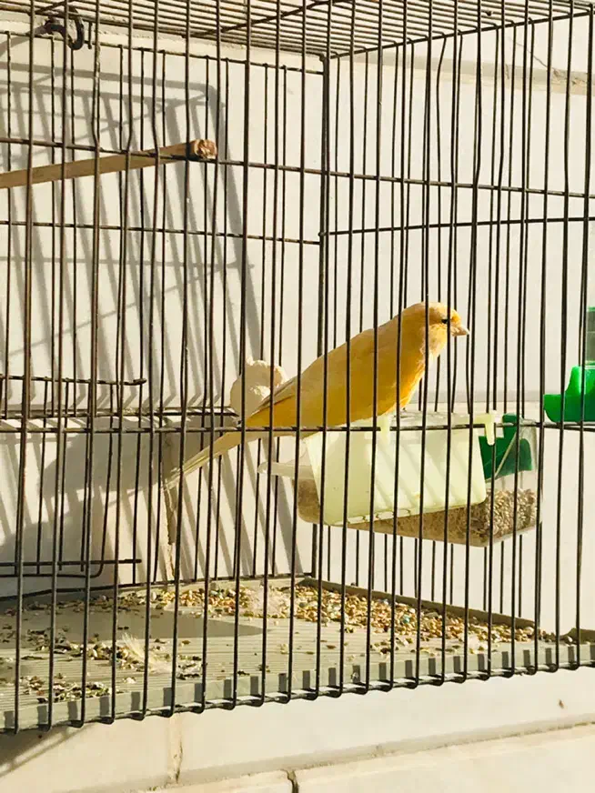 قناری|پرنده|تهران, علم و صنعت|دیوار