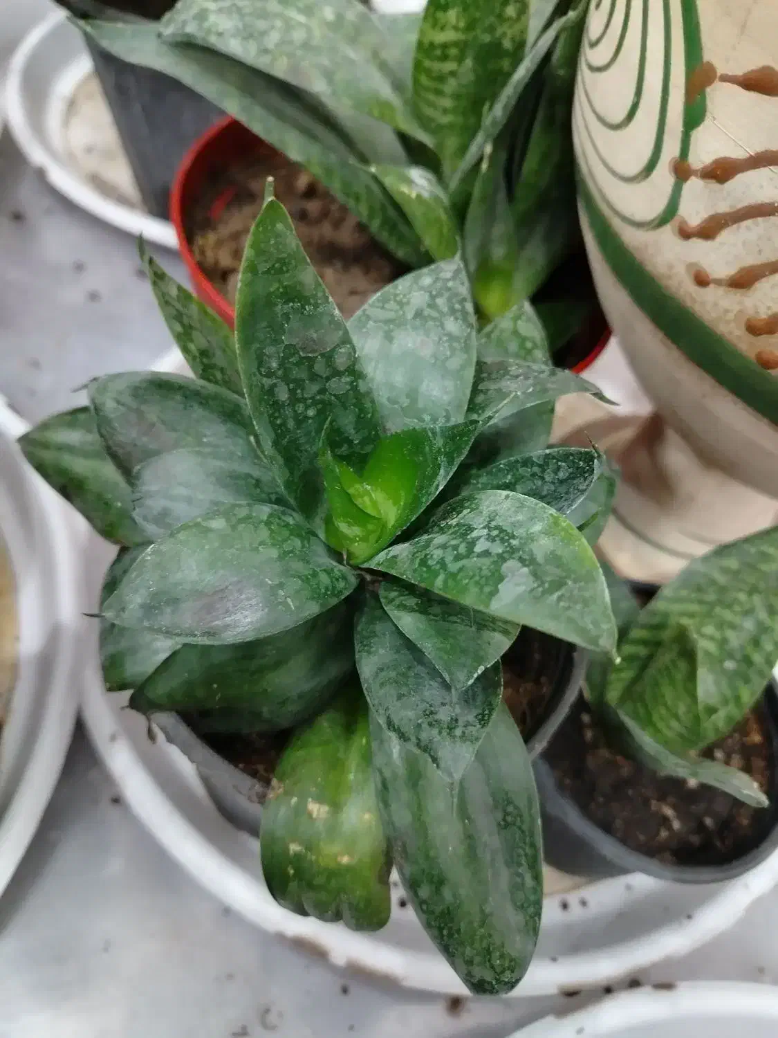 انواع گل آپارتمانی با ارسال رایگان|گل و گیاه طبیعی|پیر بکران, |دیوار