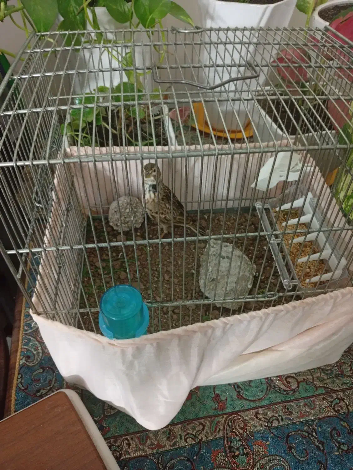 سهره خاکی شیرازی نر (معاوظه)|پرنده|آستانه اشرفیه, |دیوار