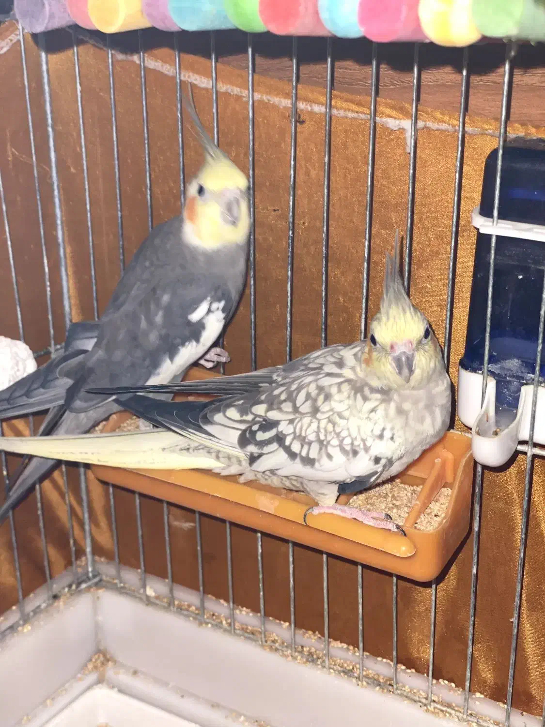 عروس هلندی|پرنده|سلماس, |دیوار