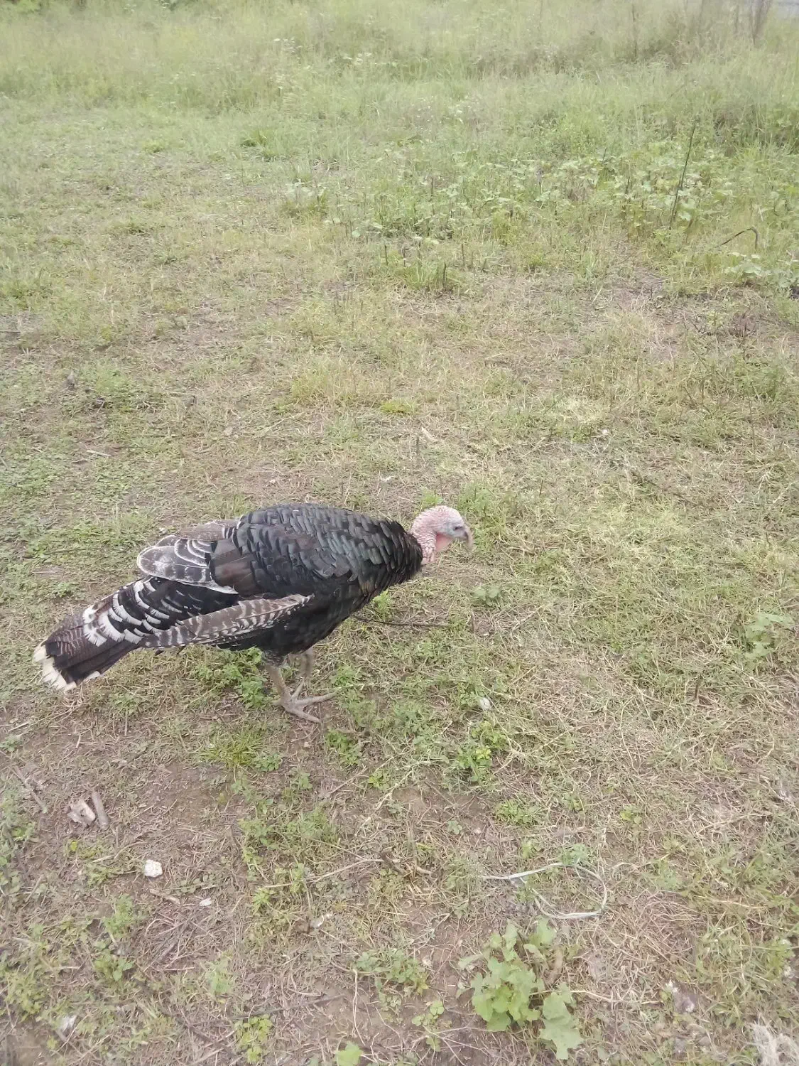 اردک اسراییلی وبوقلمون|حیوانات مزرعه|رضوانشهر, |دیوار