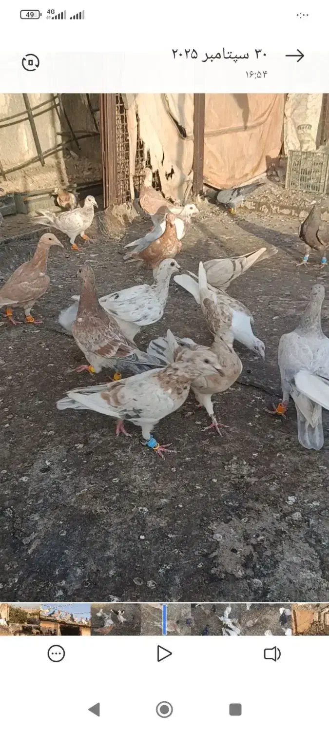 هفرنگ خطی|پرنده|اقبالیه, |دیوار