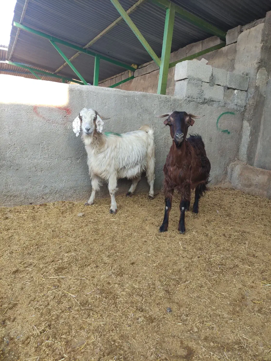 میش بره، شک ورن، بز،گوسفند|حیوانات مزرعه|آبدانان, |دیوار