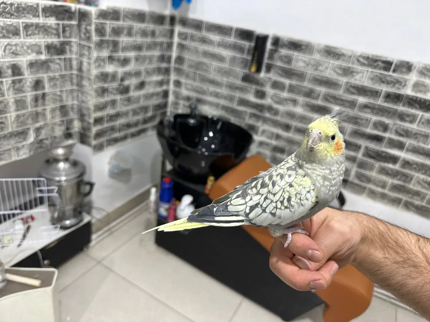 ۲ عدد عروس هلندی دستی|پرنده|ماکو, |دیوار