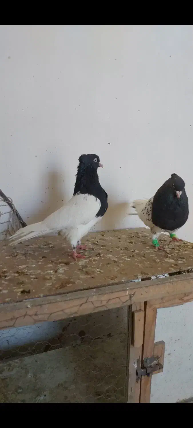 کله رنگه ، سینه سیاه|پرنده|مشهد, رضاییه|دیوار