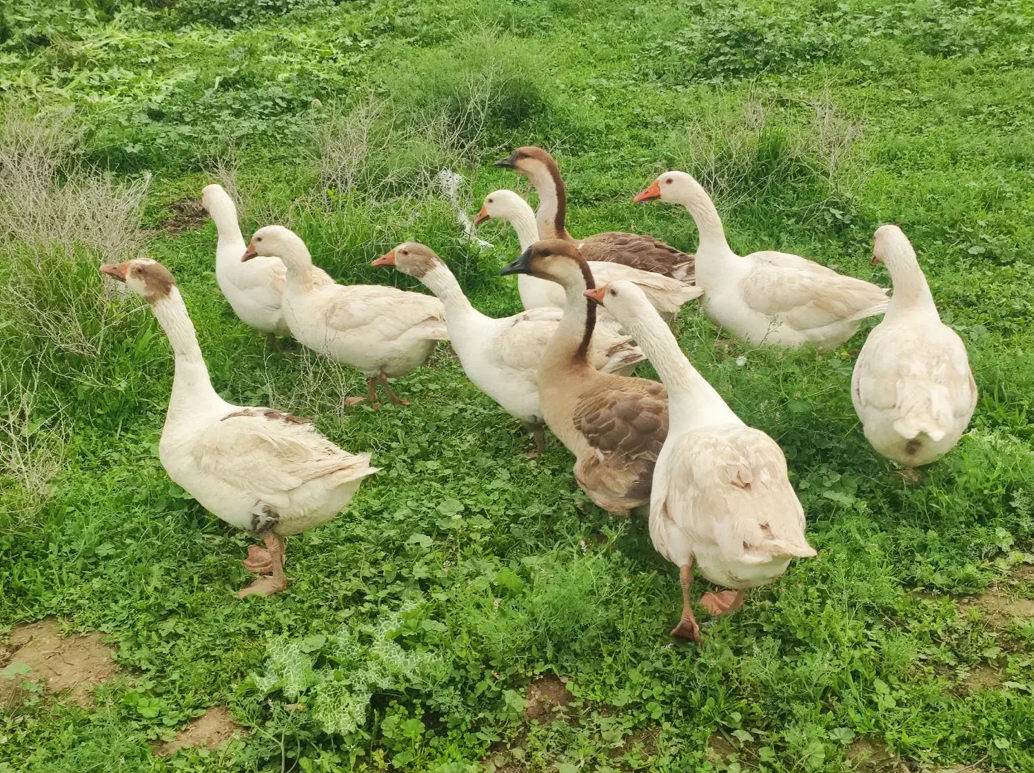 غاز|حیوانات مزرعه|کلاله, |دیوار