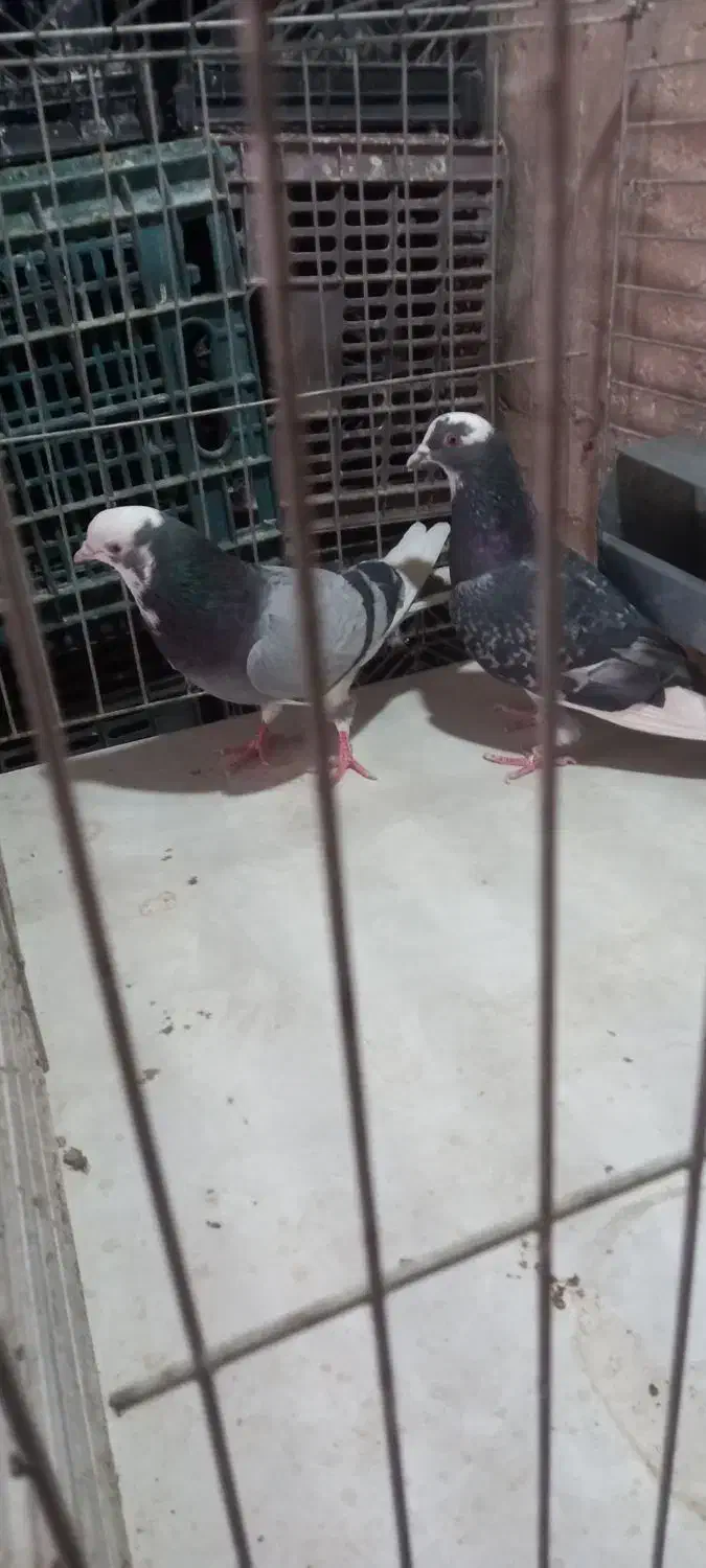 نروماده فروشی ورامین|پرنده|آفتاب, |دیوار