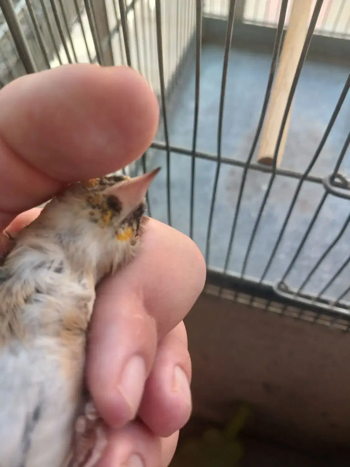 سهره|پرنده|تهران, علی‌آباد|دیوار