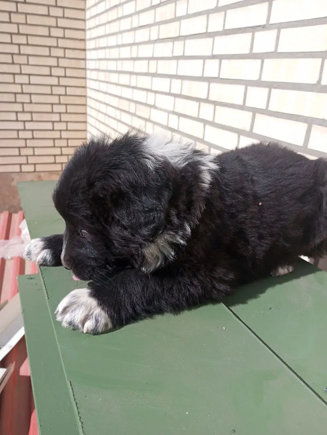 واگزاری سگ|سگ|شاهین‌شهر, مورچه خورت|دیوار