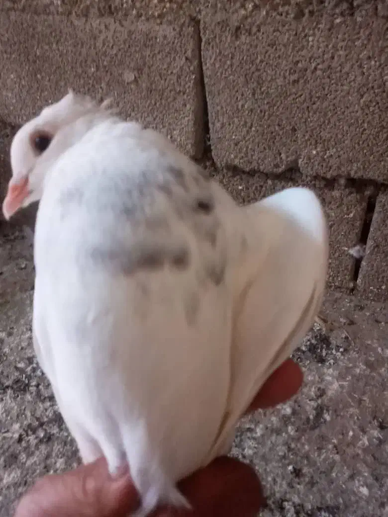 کبوتر طوقی|پرنده|پلدختر, |دیوار