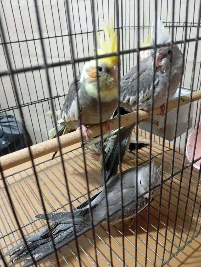 عروس هلندی|پرنده|ری, امین آباد|دیوار