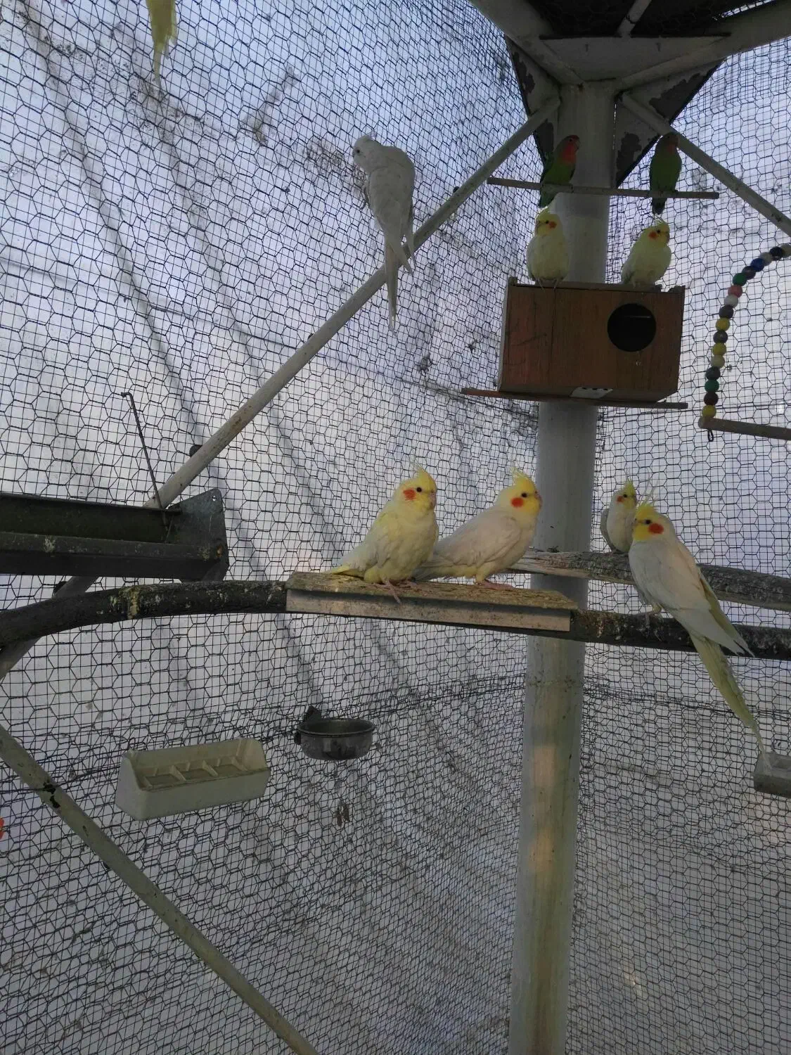 طوطی کوتوله برزیلی مولد ملنگو جفت وتکی|پرنده|خمینیشهر, |دیوار