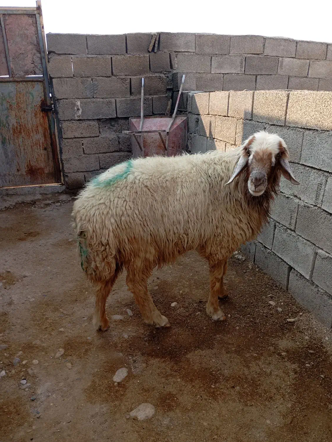 الهی به امید تو|حیوانات مزرعه|مهران (ایلام), |دیوار