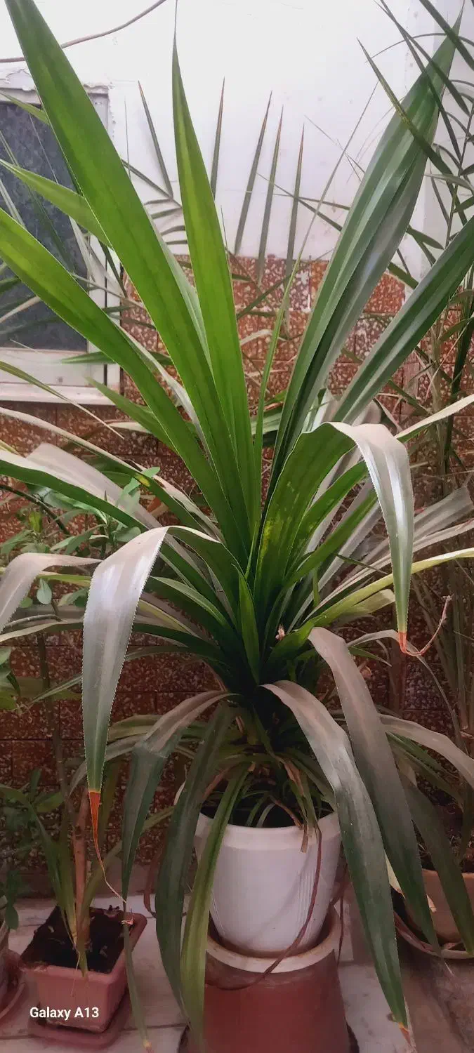 گل پاندانوس|گل و گیاه طبیعی|نیشابور, خیام|دیوار