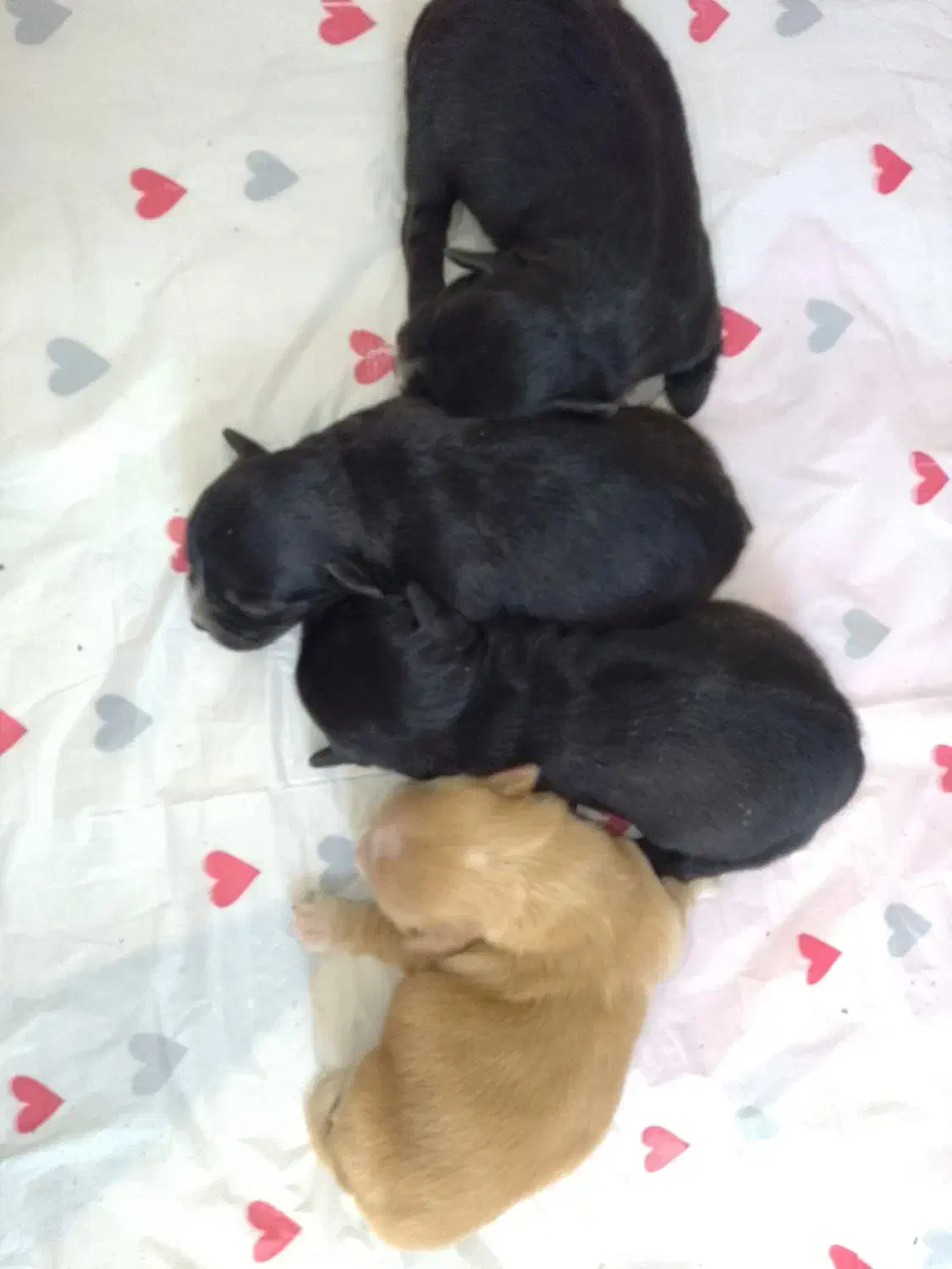 توله پامر اشپیتز|سگ|شیراز, داریون|دیوار