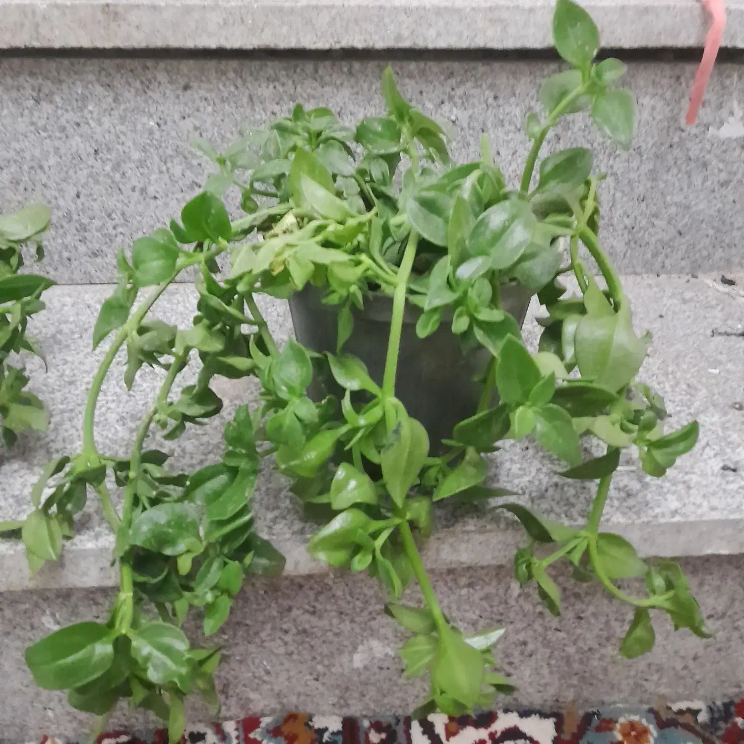 گل یخ|گل و گیاه طبیعی|مشهد, موسوی قوچانی|دیوار