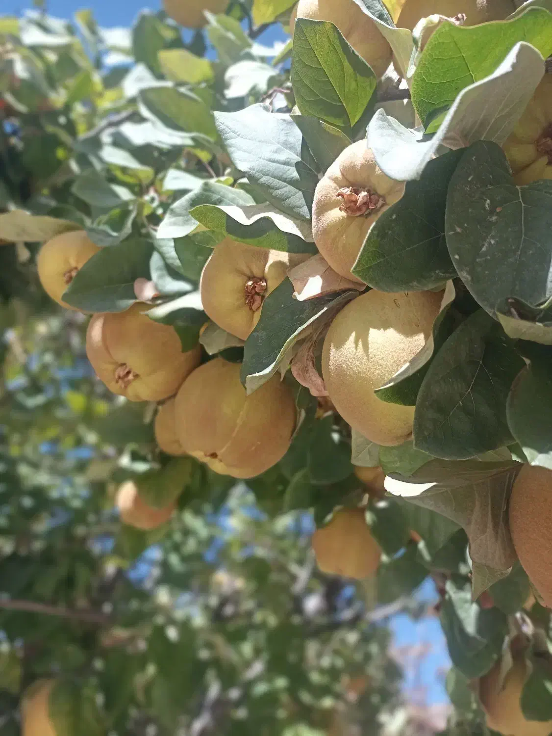 فروش به|خوردنی و آشامیدنی|سیسخت, |دیوار