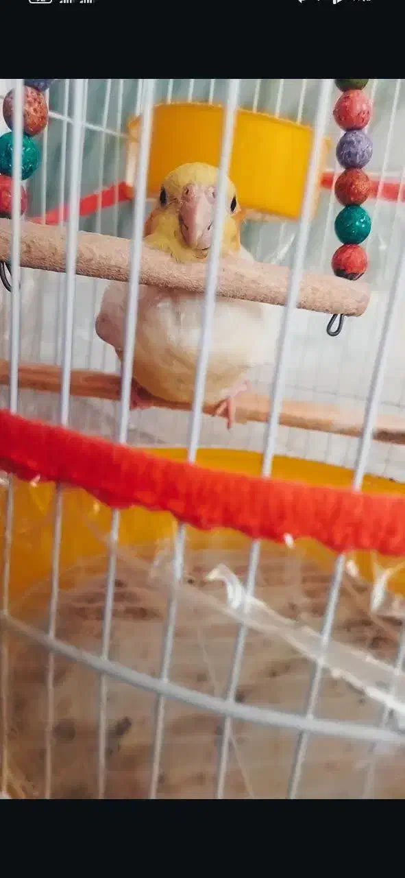 فروش فوری عروس هلندی نر بازیگوش|پرنده|بردسکن, |دیوار