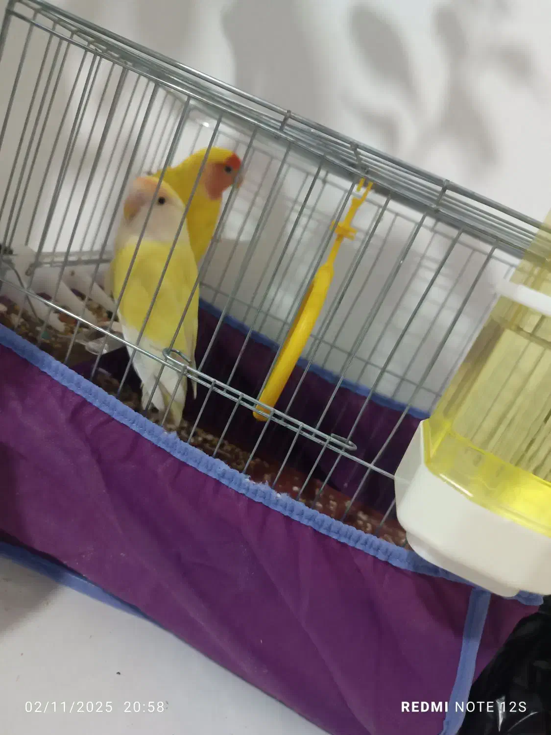 طوطی برزیلی رنگ خاص|پرنده|بم, |دیوار