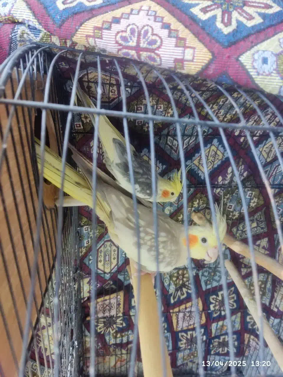 عروس هلندی جفت|پرنده|فردیس, شهرک ناز|دیوار