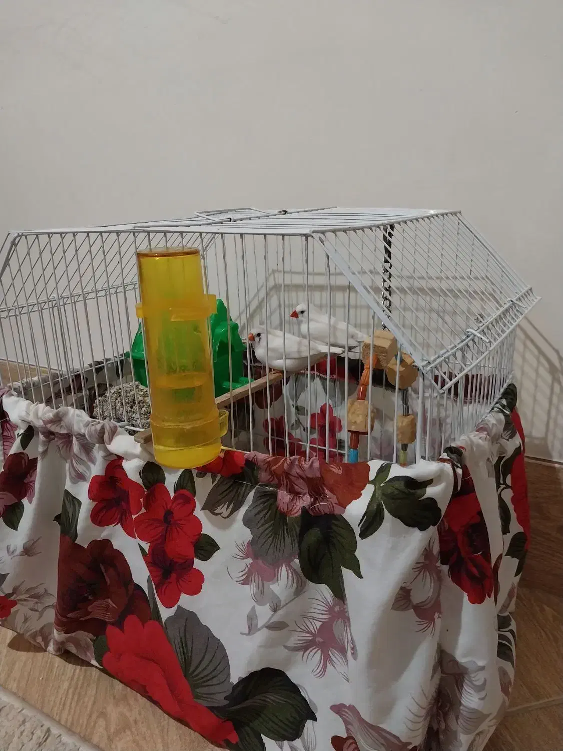 فنچ جفت خورده|پرنده|هشتگرد, هشتگرد قدیم|دیوار