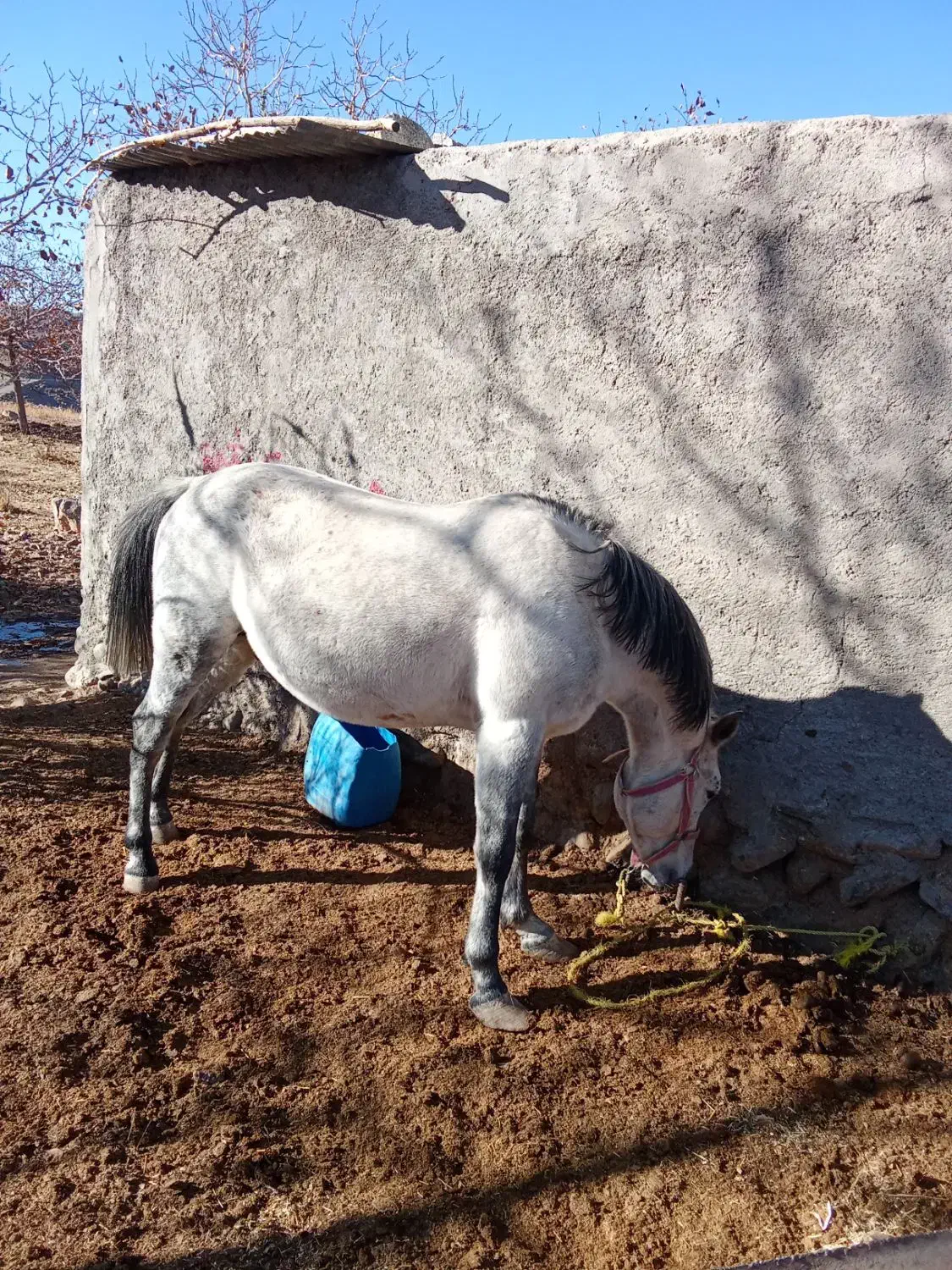 اسب|اسب و تجهیزات اسب‌سواری|رابر, |دیوار