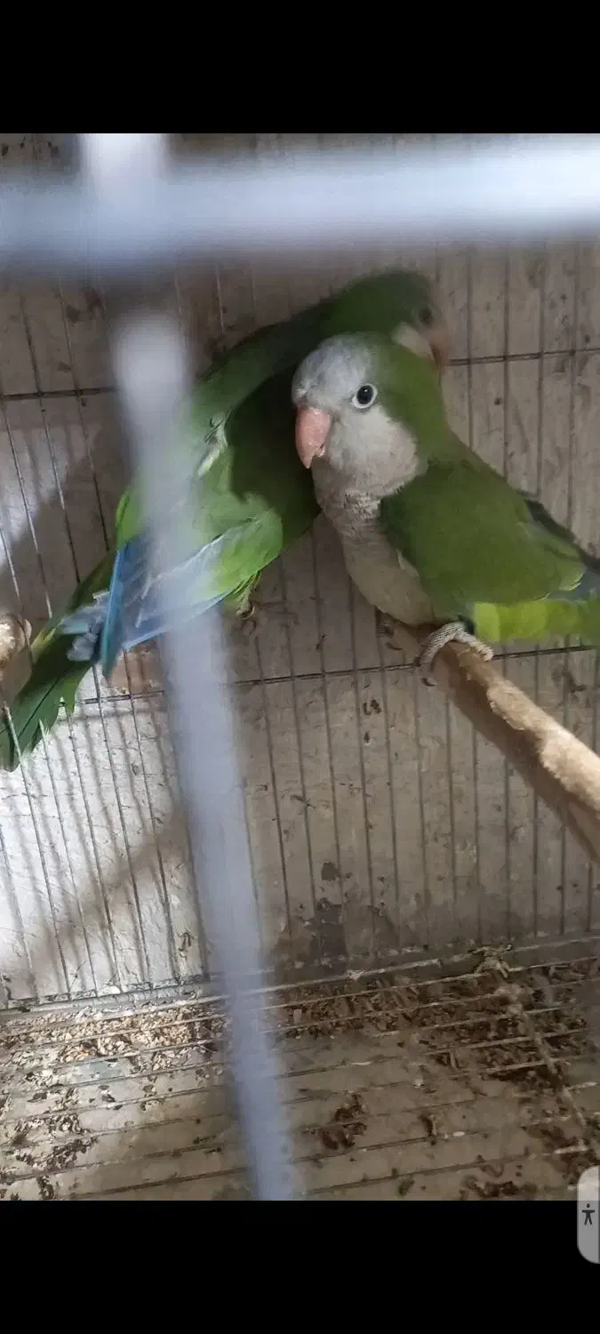 طوطی راهب سبز مولد|پرنده|محمدشهر, محمدشهر|دیوار