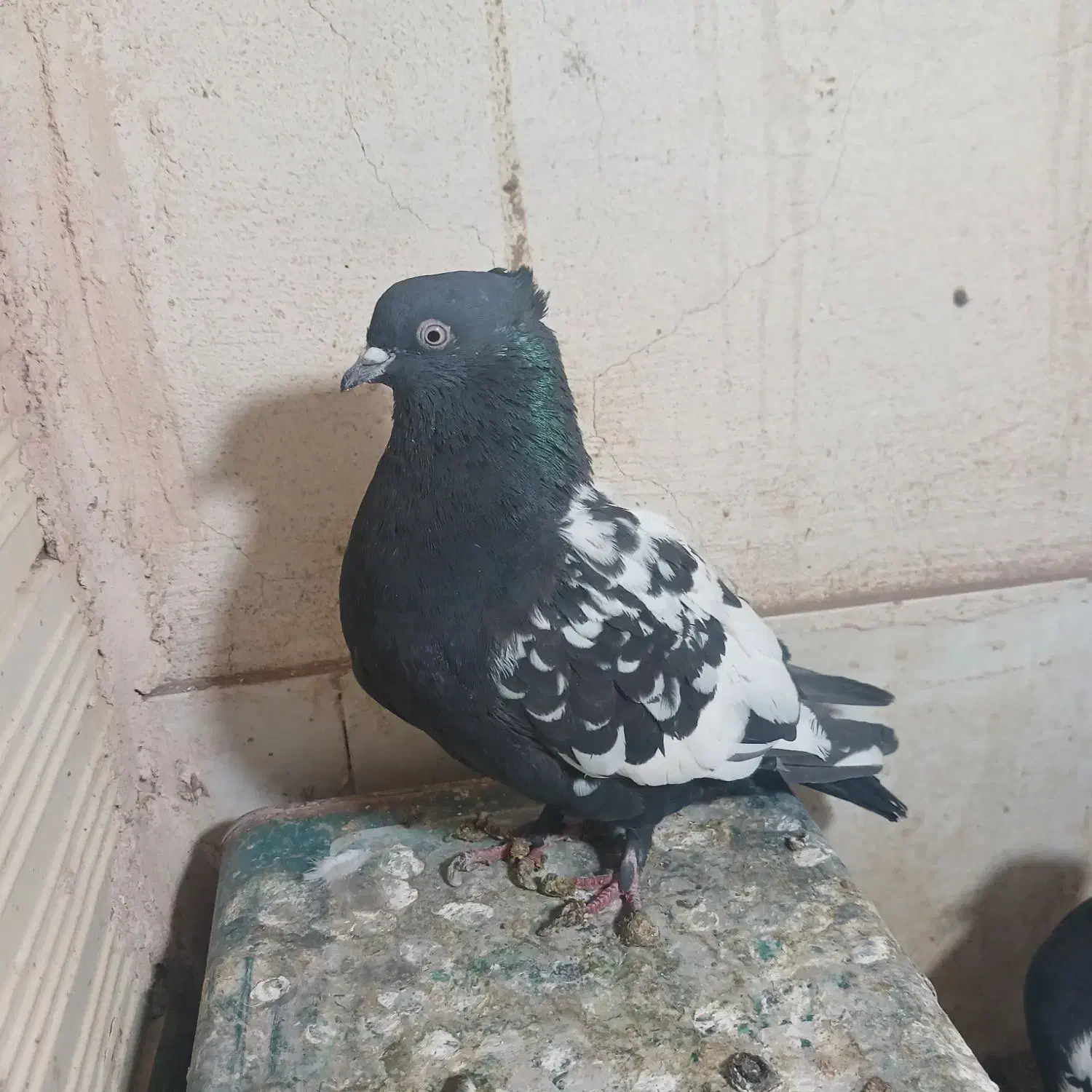 جفتی به شرط تخم جوجه|پرنده|رفسنجان, |دیوار