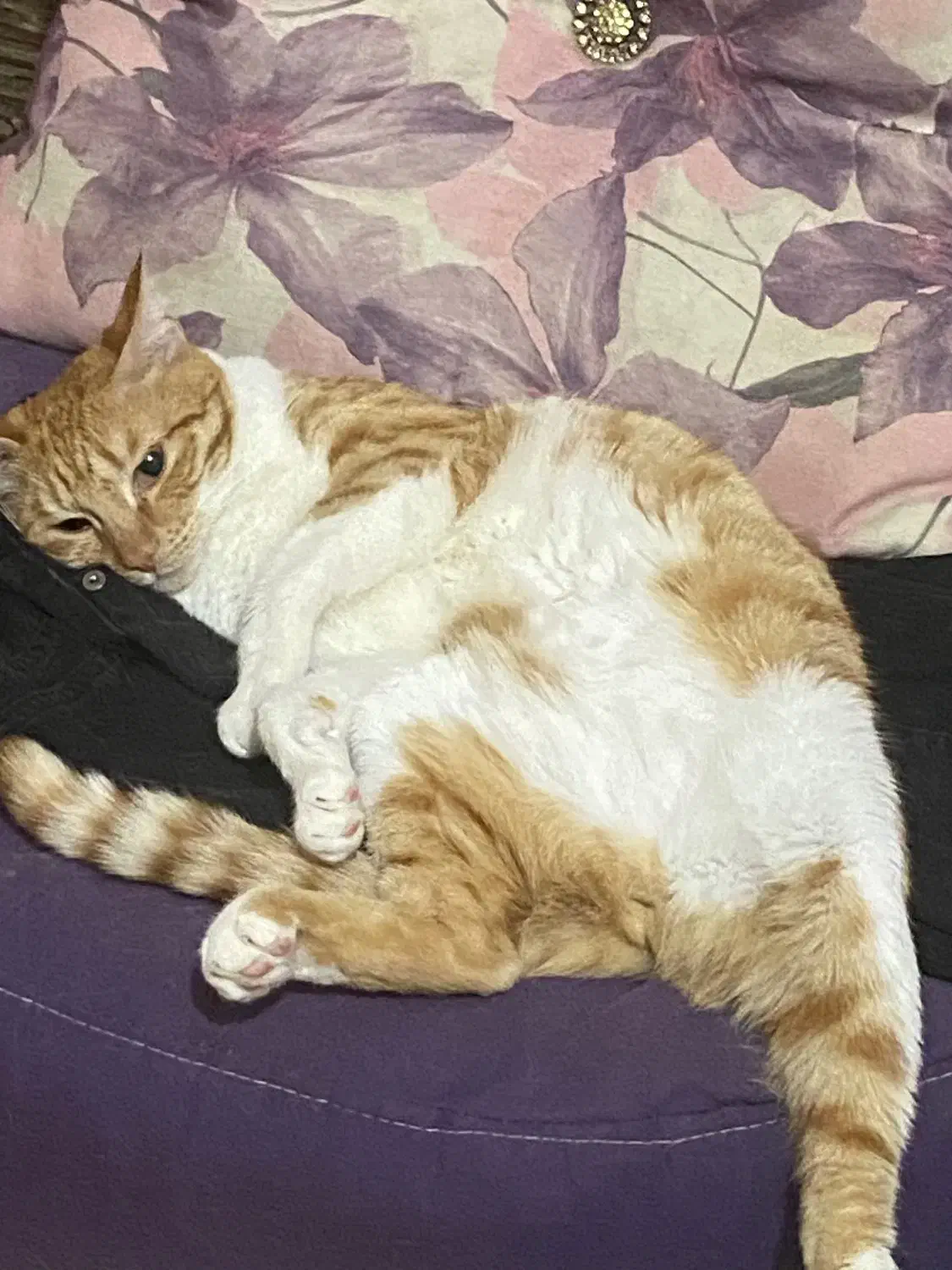 واگذاری گربه DSH|گربه|رشت, صفاری|دیوار