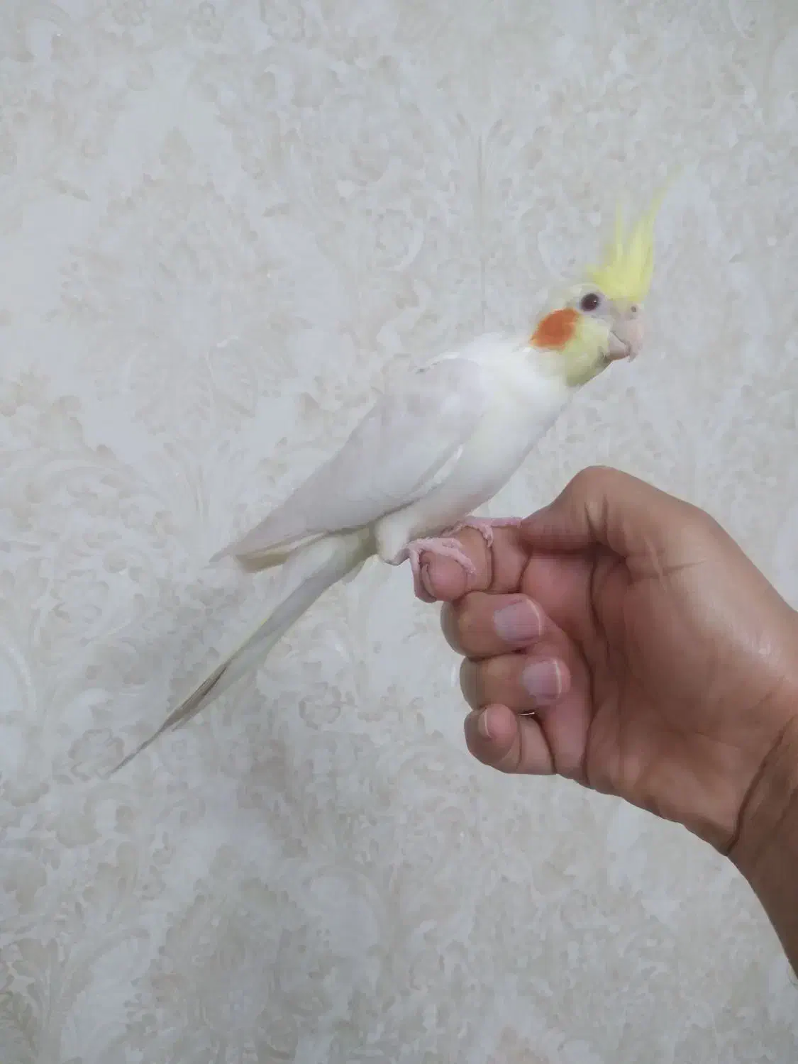 عروس هلندی ۱ ساله ماده|پرنده|رشت, چمارسرا|دیوار