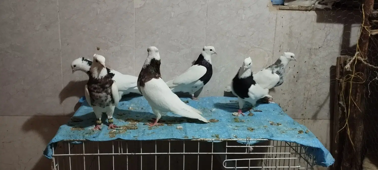 طوقی|پرنده|کارزان, |دیوار