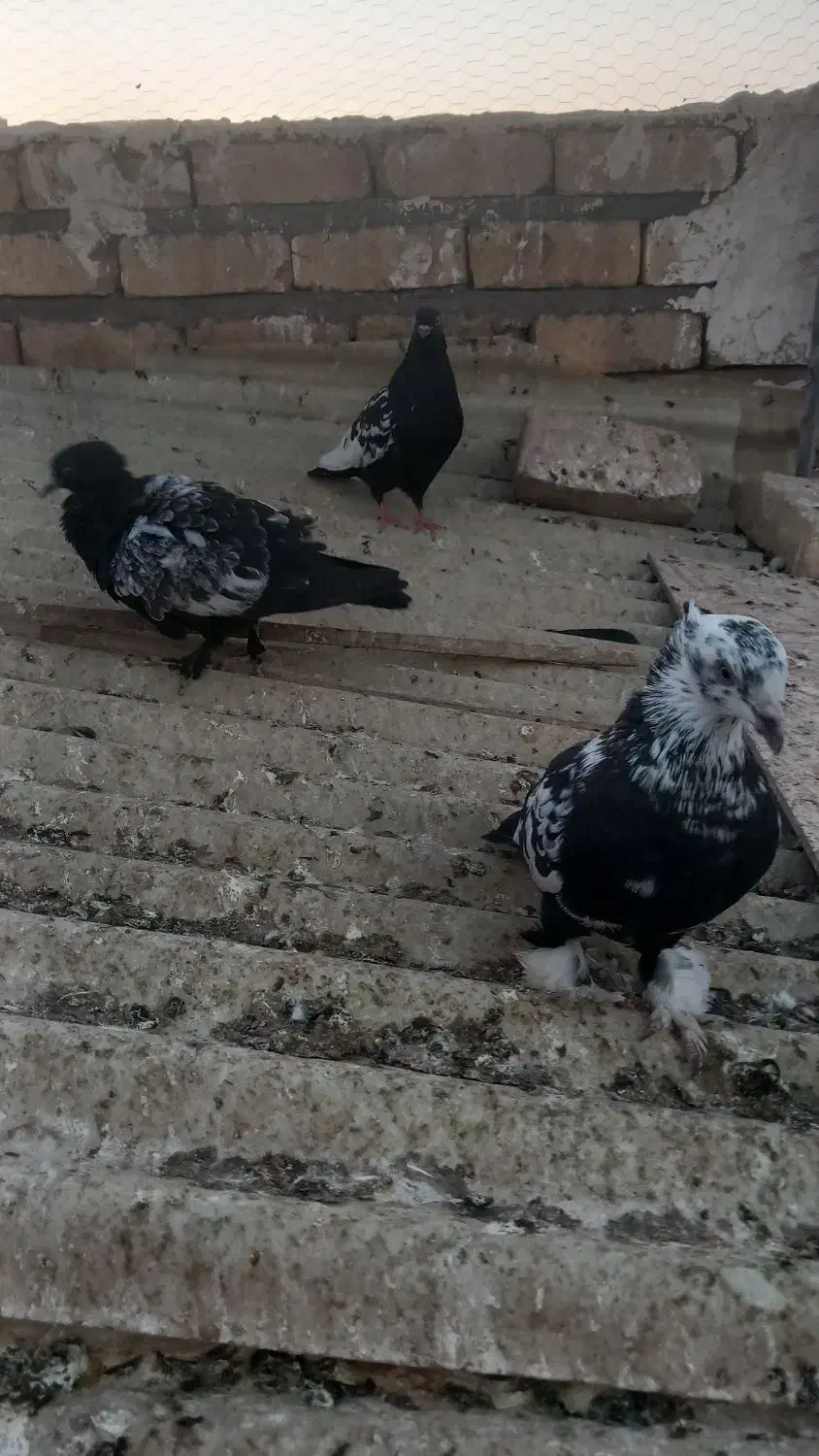 یه‌جفت‌نروماده‌سینه‌ای|پرنده|قم, چهار مردان|دیوار