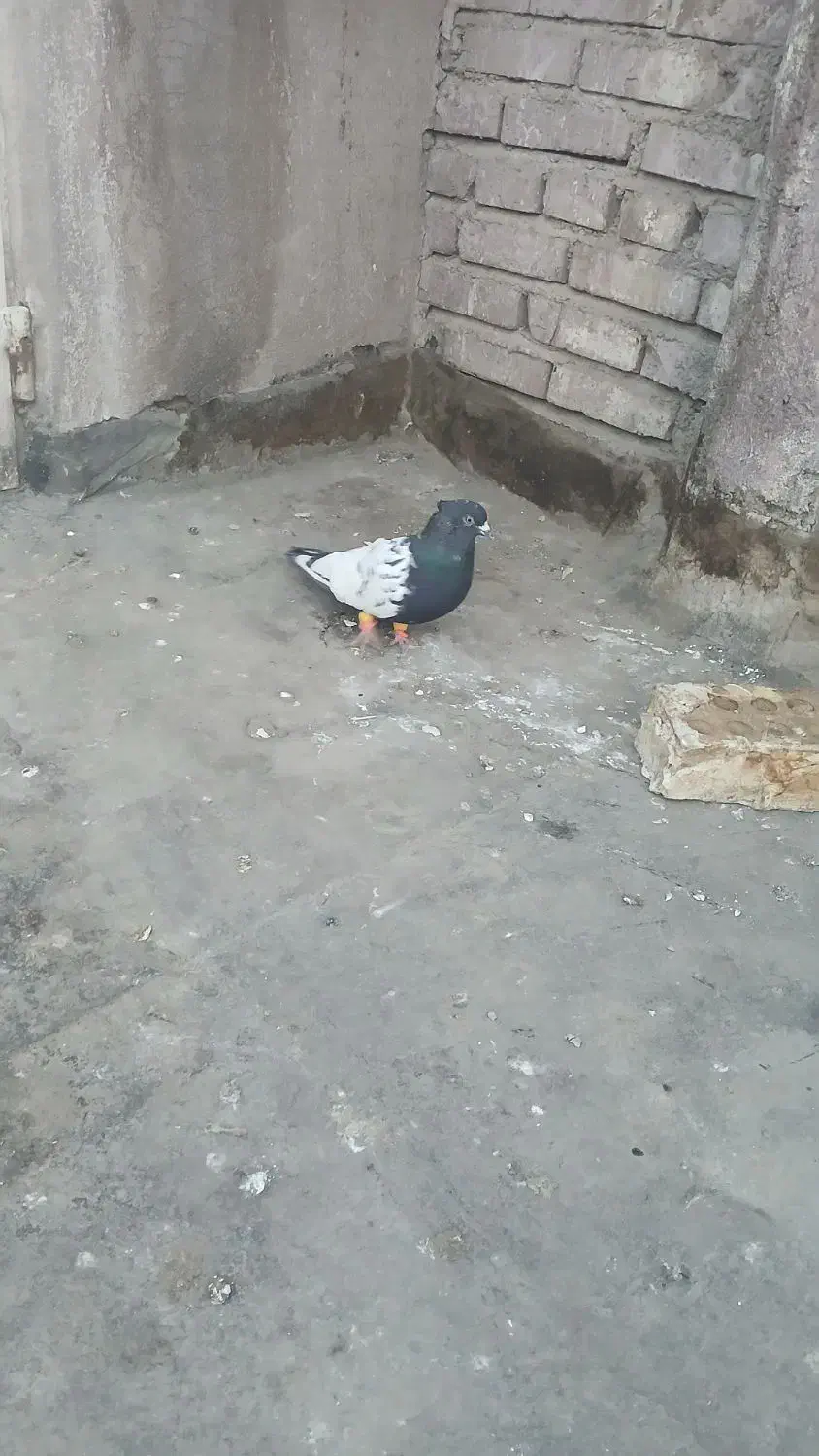 یک عددسینه بفروش میرسد|پرنده|مشهد, نوید|دیوار