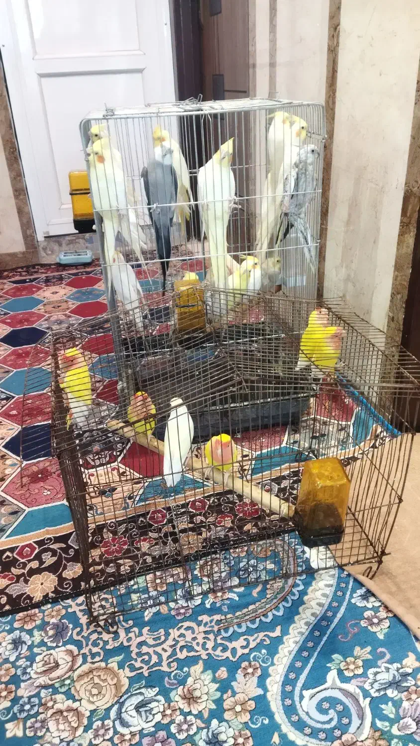 عروس هلندی وطوطی برزیلی اروندکنار|پرنده|آبادان, |دیوار