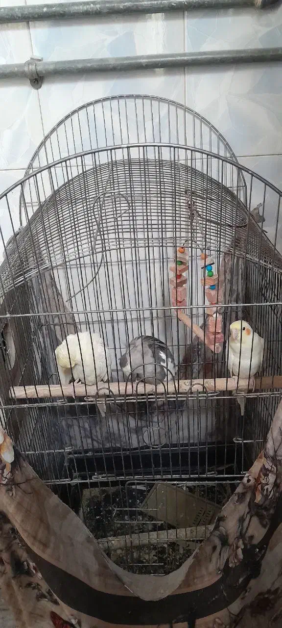 عروس هلندی|پرنده|اقبالیه, |دیوار