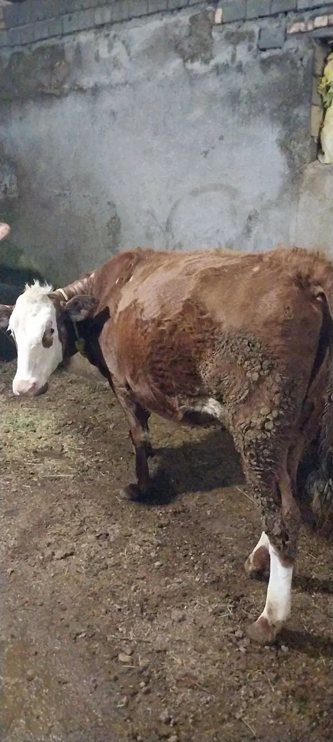 گاو‌شیری|حیوانات مزرعه|نظر کهریزی, |دیوار