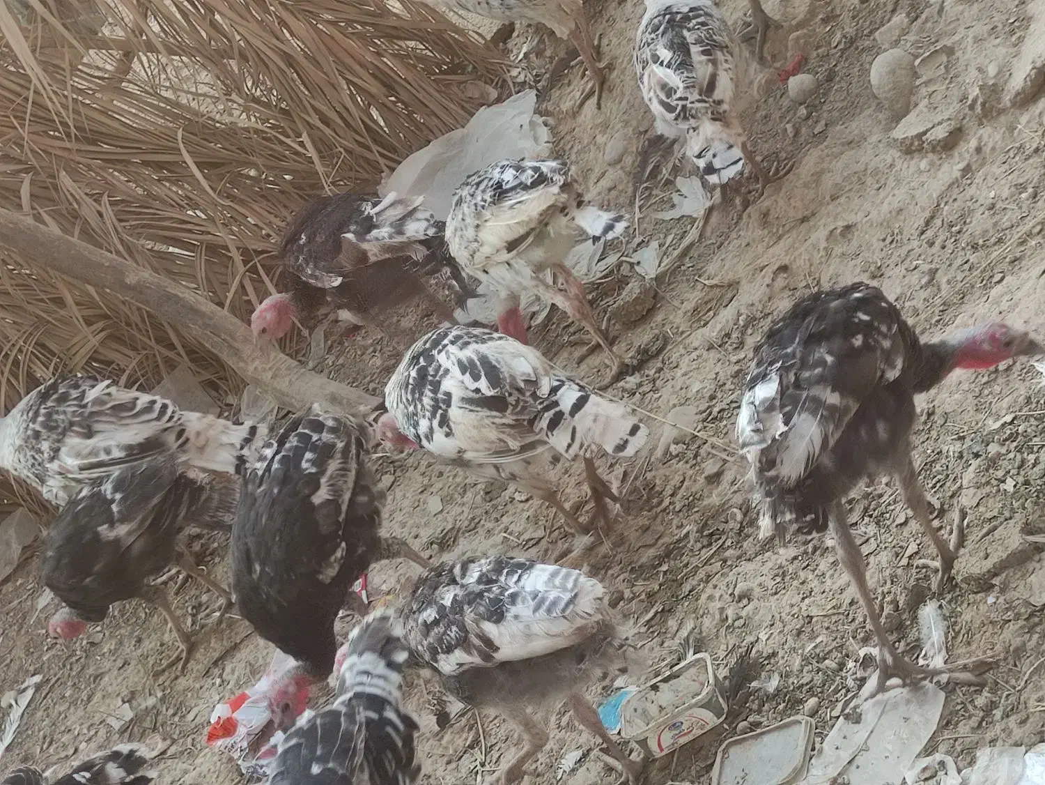 بوقلمون ماده و نر دونه1.800000|حیوانات مزرعه|اصفهان, بهارستان|دیوار