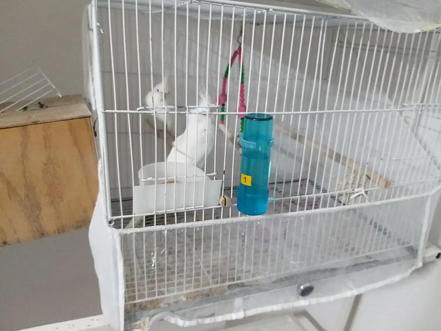 عروس هلندی|پرنده|مشهد, شهرک امام هادی (شهرک غرب)|دیوار