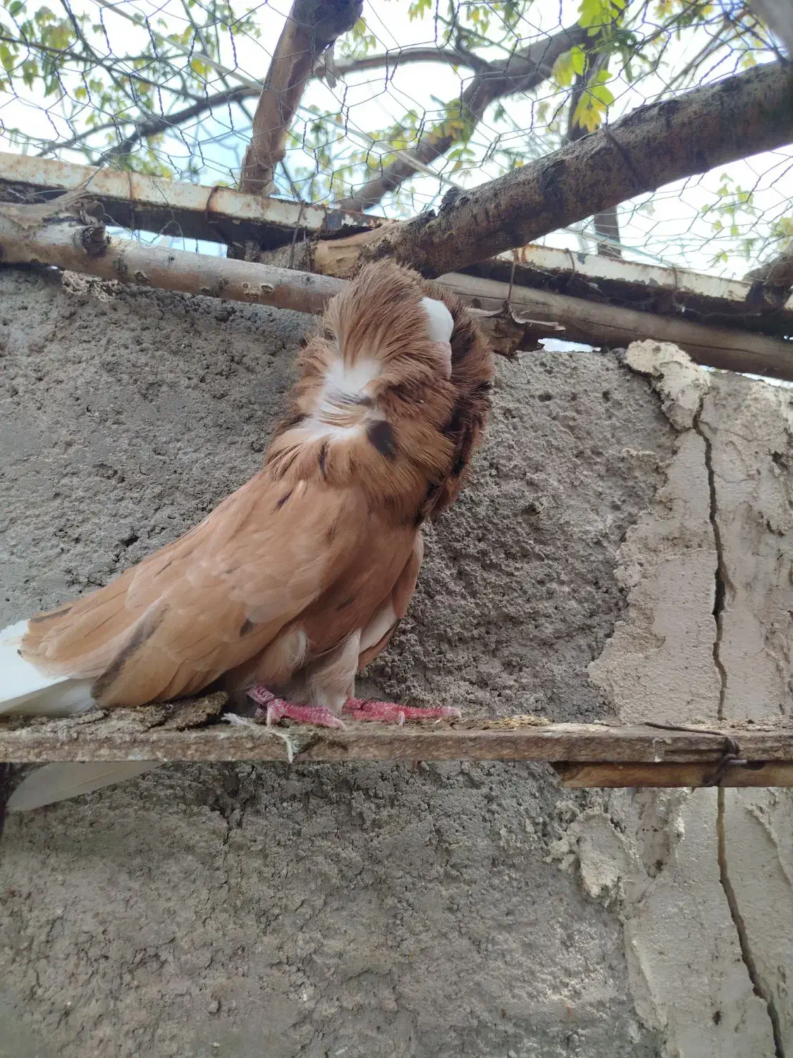 کبوتر شامپیون شازده سرور نر|پرنده|نمین, |دیوار