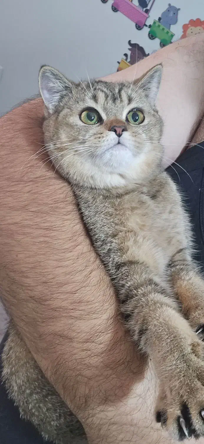 گربه بریتیش بلک گلد|گربه|ارومیه, |دیوار