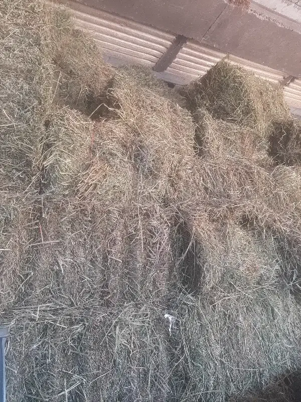 یونجه۲۰تن|عمدهفروشی|مراغه, |دیوار