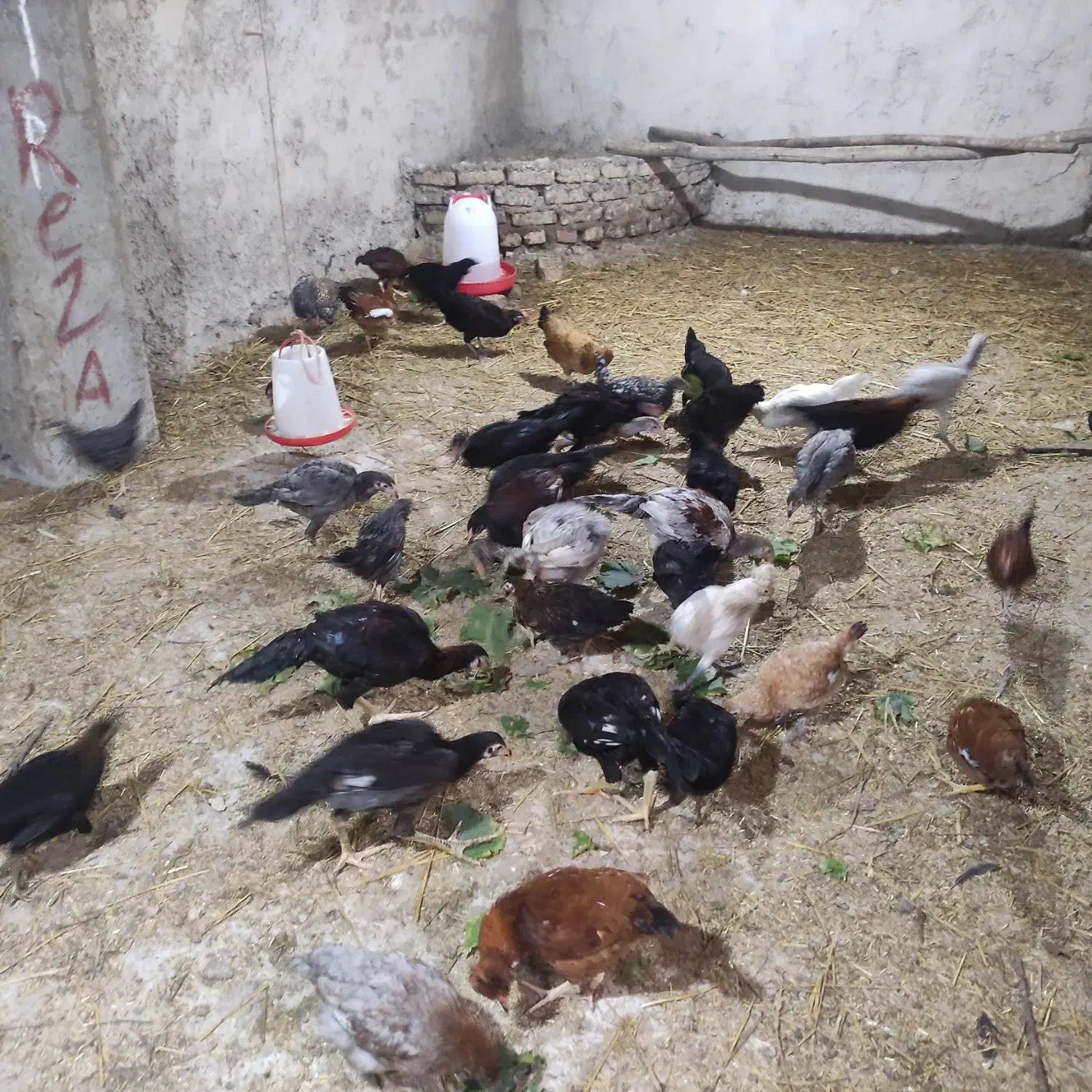 جوجه محلی همه رقم|حیوانات مزرعه|دوزین, |دیوار