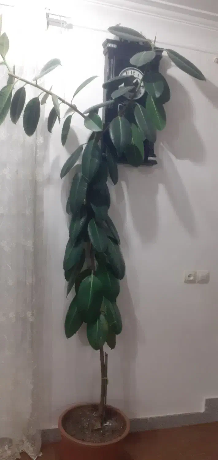 گل اپارتمانی|گل و گیاه طبیعی|مشگین شهر, |دیوار