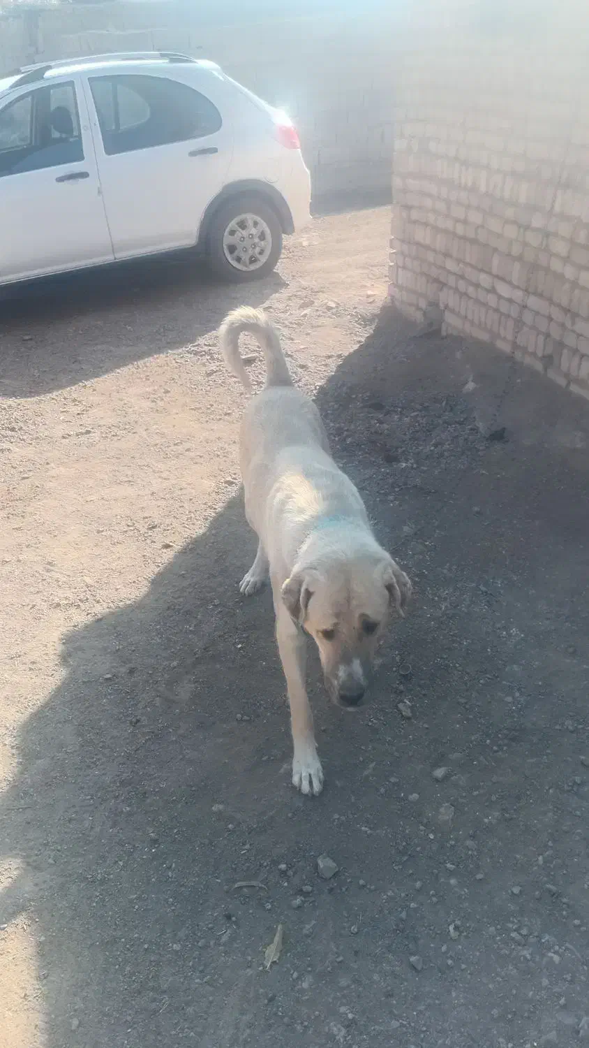 سگ ماده پژدر گمشده|حیوانات|بوئین زهرا, |دیوار