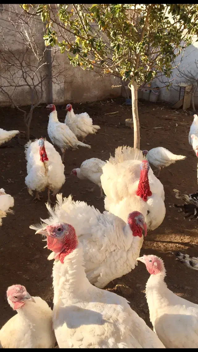 بوقلمون|حیوانات مزرعه|پاکدشت, پاکدشت (مامازند)|دیوار