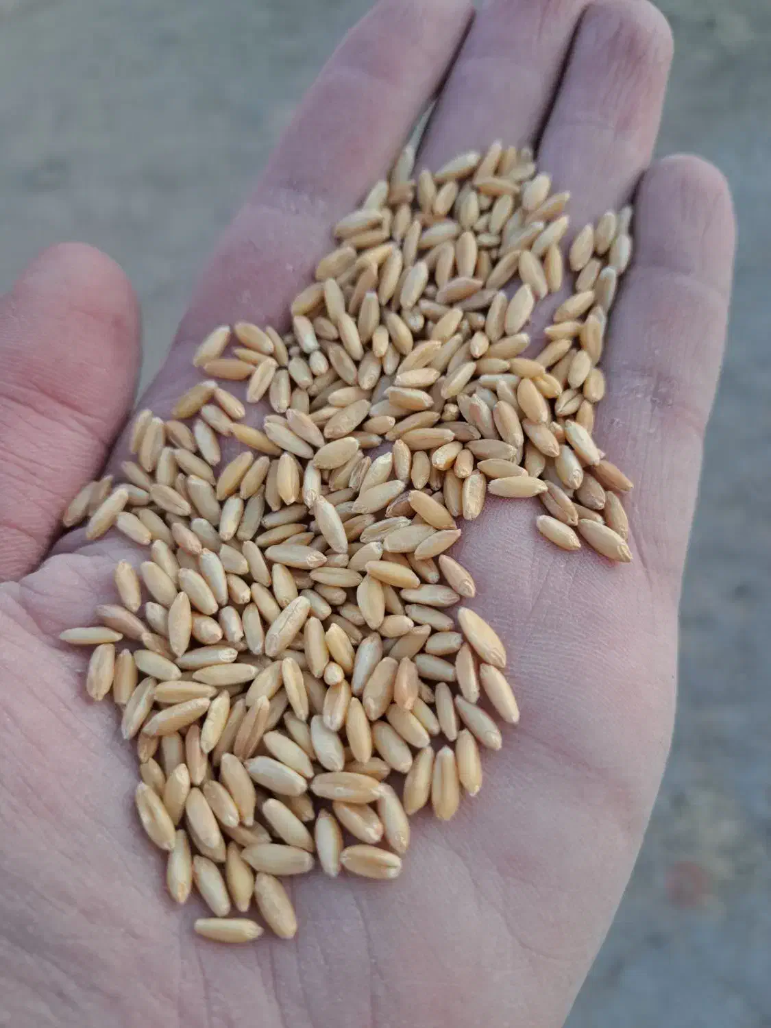 بذر گندم رقم سرداری دانه درشت بوجاری شده|خدمات باغبانی و درختکاری|میانه, |دیوار