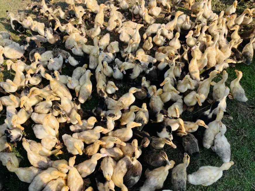 جوجه اردک و غاز بالغ|حیوانات مزرعه|رشت, تازه آباد|دیوار